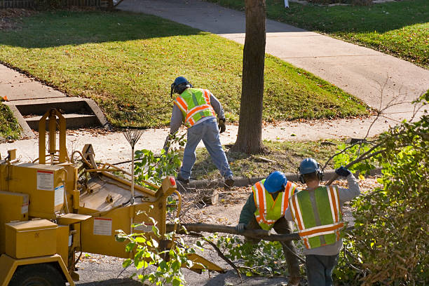 Trusted Annandale, VA Tree Removal and Landscaping Services Experts